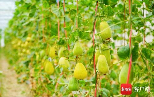 吃瓜群众月球,神秘天体的奇幻之旅