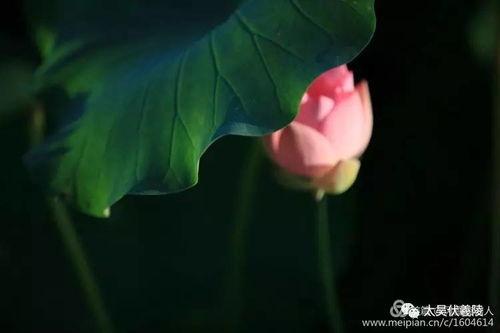 小莲花吃瓜,揭秘娱乐圈那些不为人知的幕后故事