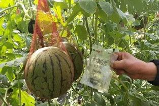 雨洛吃瓜,揭秘娱乐圈幕后故事