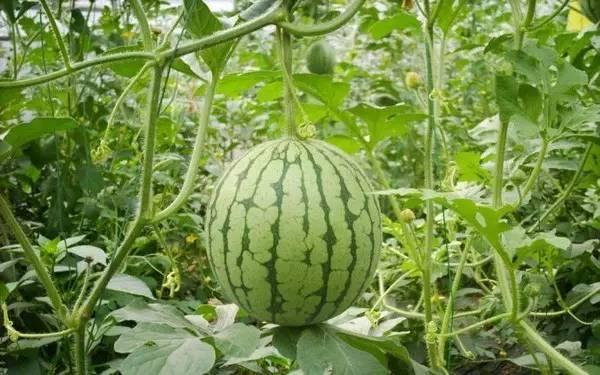 吃瓜哥曹县,揭秘网络红人的崛起之路