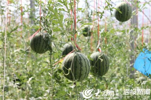 穿越莲花楼吃瓜,一场吃瓜盛宴，揭秘神秘楼中楼