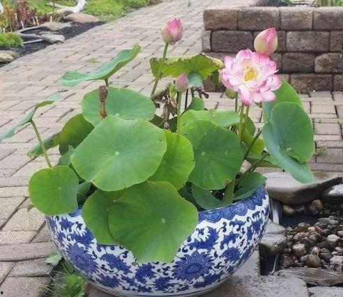 穿越莲花楼吃瓜,一场吃瓜盛宴，揭秘神秘楼中楼