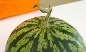 吃皮的小瓜,尽享夏日清新美味