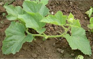 种花吃瓜视频大全,种花吃瓜视频大全集锦