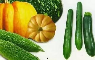 油葫芦瓜怎么吃,解锁美味新体验