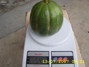 孕妇可以吃青皮瓜吗?,孕妇适宜食用青皮瓜吗？