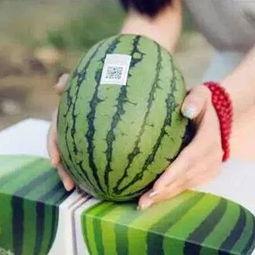 坐着板凳等瓜吃