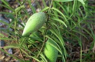 吃稍瓜好吗,吃稍瓜的好处与推荐