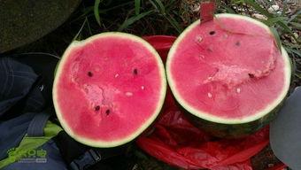 凤凰山吃瓜,夏日盛宴等你来尝