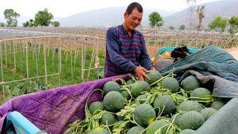 凤凰山吃瓜,夏日盛宴等你来尝