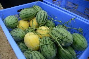 全网最大的吃瓜,揭秘娱乐圈幕后真相