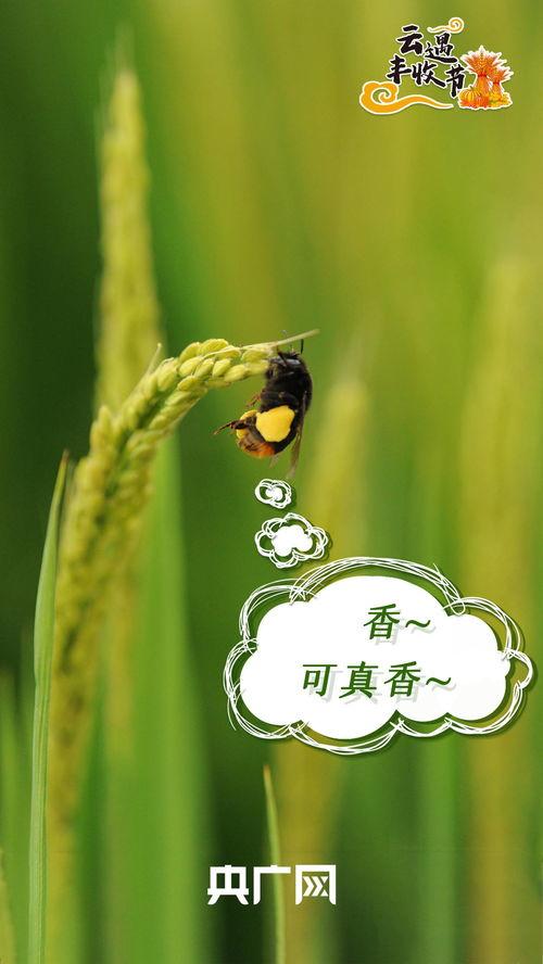 云诗吃瓜董雨婷,揭秘娱乐圈背后的故事