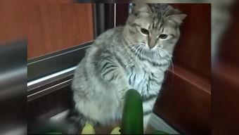 小猫吃瓜可爱瞬间,小猫吃瓜可爱瞬间大盘点