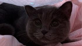 小猫可以吃瓜饼吗