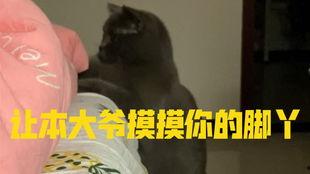 小猫可以吃瓜饼吗