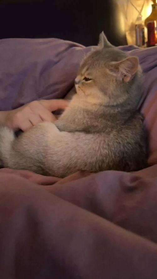 小猫可以吃瓜饼吗