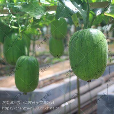 济南露营吃瓜,尽享夏日瓜果飘香时光