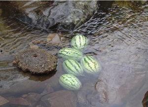济南露营吃瓜,尽享夏日瓜果飘香时光