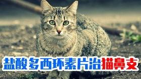 猫吃茄瓜,揭秘猫对茄瓜的喜爱之谜