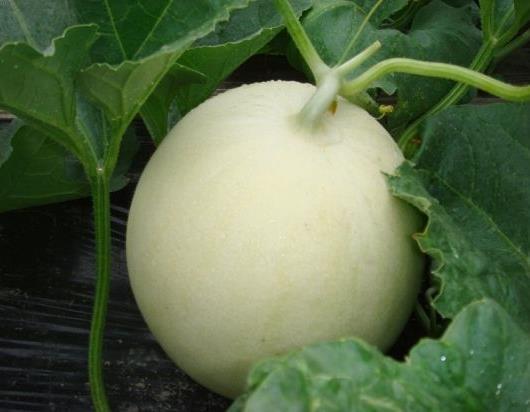 立冬吃果不吃瓜,品味果香，远离瓜果诱惑