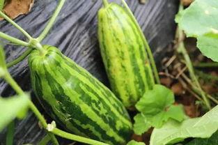 单身意吃瓜群众,揭秘娱乐圈那些不为人知的幕后故事