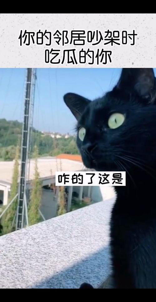 吃瓜吵架bgm,一场吃瓜吵架的bgm盛宴