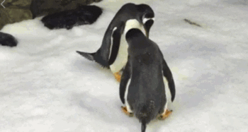 企鹅会吃瓜,揭秘海洋中的独特饮食习惯