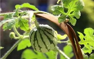 授粉瓜可以吃,美味与营养的完美结合