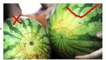 磕瓜还是吃瓜,揭秘娱乐圈的甜蜜与苦涩