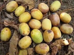 山货君吃蜜瓜视频,一场视觉与味蕾的双重享受