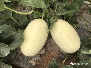 台河吃瓜,探寻夏日消暑美食之旅