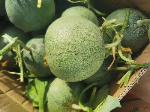 mileapo在线吃瓜,在线吃瓜界的风云人物