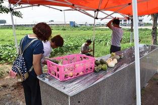 路边摘个瓜吃,路边摘瓜吃，体验别样夏日风情