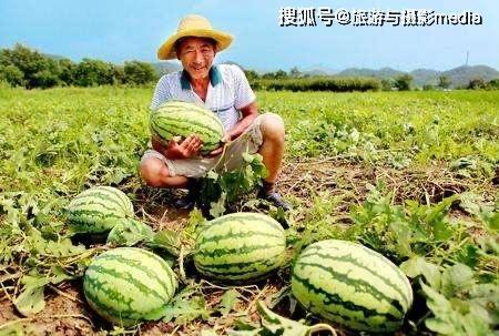 路边摘个瓜吃,路边摘瓜吃，体验别样夏日风情