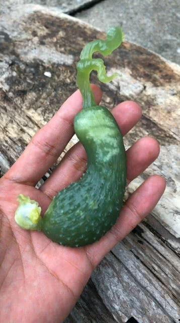 吃冰刺瓜,冰刺瓜的清爽诱惑