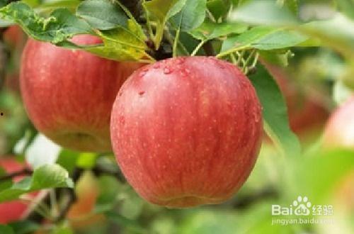 吃瓜好还是吃苹果好吃,吃瓜与吃苹果，谁才是味蕾的终极赢家？”