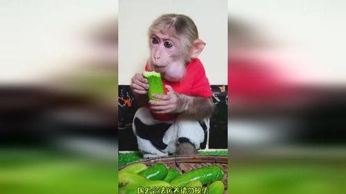 猴哥黑板吃瓜,揭秘猴界奇闻轶事