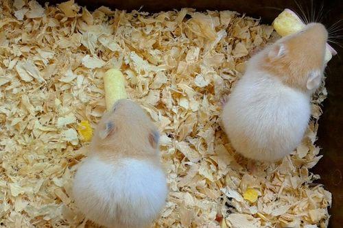 仓鼠麻利吃瓜,萌宠美食瞬间