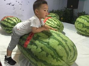 河北吃瓜事件最新,真相发酵，网络舆论场再掀波澜