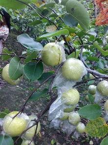 梨园吃瓜,揭秘娱乐圈的“吃瓜”文化