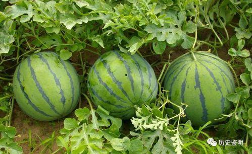 时遇吃瓜,揭秘娱乐圈的幕后故事