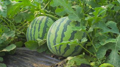 工商吃瓜视频,揭秘企业内部那些不为人知的趣闻轶事