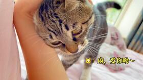 哈咪猫吃瓜,揭秘娱乐圈那些不为人知的幕后故事