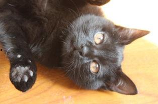 哈咪猫吃瓜,揭秘娱乐圈那些不为人知的幕后故事