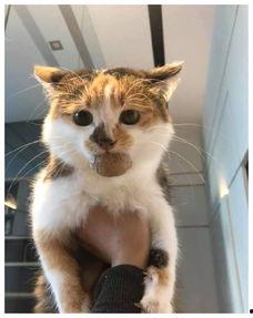 哈咪猫吃瓜,揭秘娱乐圈那些不为人知的幕后故事