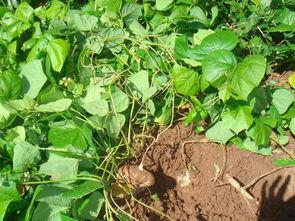 野土瓜怎么吃,探索自然美味的新境界