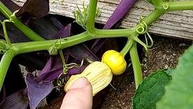 南瓜只吃苗不吃瓜