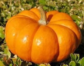 南瓜只吃苗不吃瓜