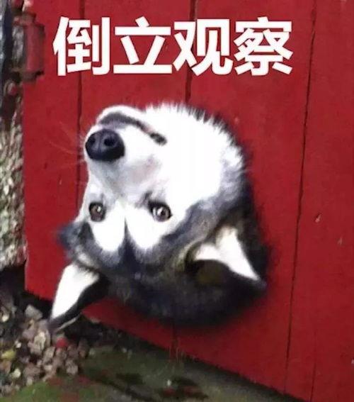 吃瓜暗中观察,揭秘娱乐圈幕后真相