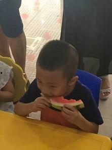 考拉吃瓜,揭秘动物界的“八卦”趣闻